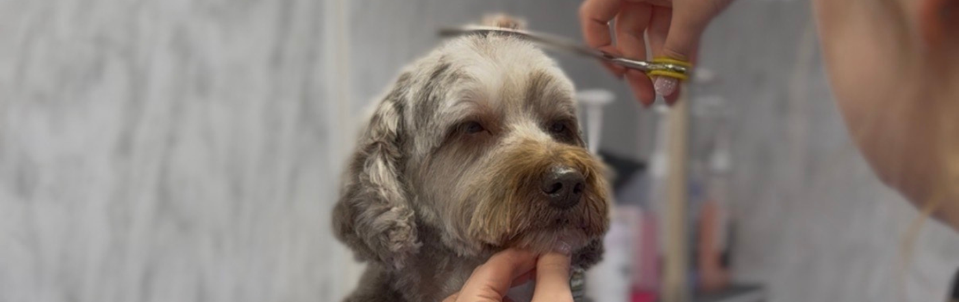 How to Design a Dog Grooming Studio